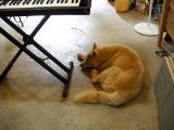 Shop supervisor laying down on the job